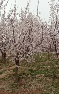 پیوند پسته
