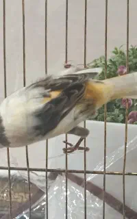قناری ماده ابلغ