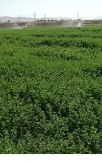 یونجه کوبیده شده