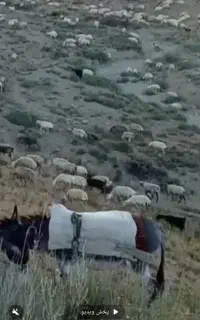 شیر الاغ