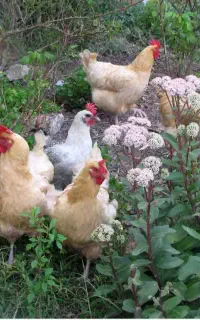 قبوبل واگذاری رایگان مرغ وخروس وجوجه وجوجه اردک