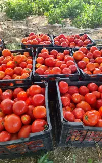 گوجه گوشتی اسداباد سفت درجه ۱