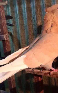 کبوتر