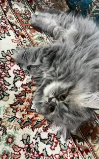 گربه دو نژاد