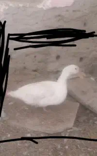 اردک