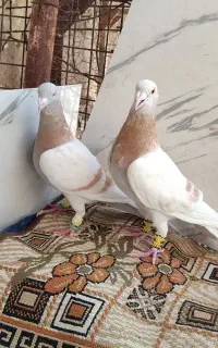 کفتر سوسنی زرد