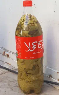 برگ مو