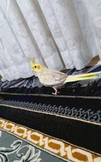 عروس هلندی رنگ آهویی
