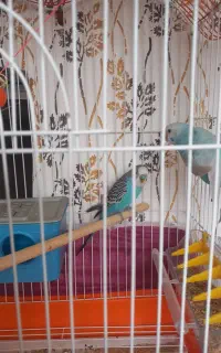 مرغ عشق