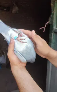کفتر پلاکی