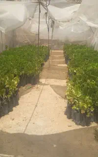 نهال انگور ترکمن ۴ گلدانی ۲ساله