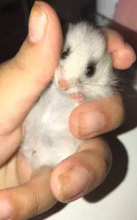 همستر اصل