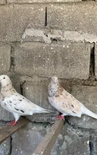 کبوتر پرشی