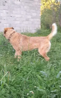 سگ گله