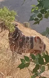 اسب