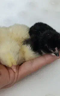 جوجه برهما لایت 2 روزه  و جوجه 2 ماهه گلپایگان