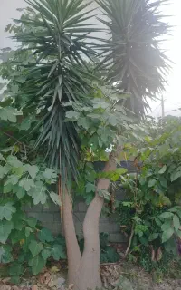 فروش یک عدد یوکا تنه کلفت