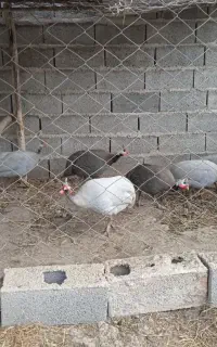 فروش شاخدار بالغ