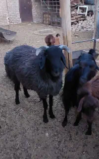 بره نر قوچی