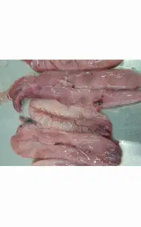 تخم  ماهی کریشو