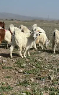 قصابی