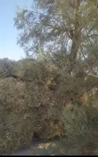 خار فروشی