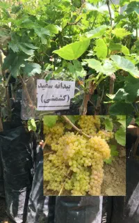 انواع انگور بیدانه جهت کاشت در فصل گرما/تاکستان