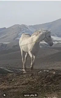 اسب سفید