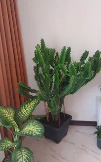 گلدان طبیعی کاکتوس