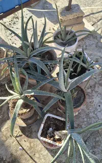 گل الوورا