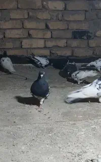 فروش ۱۰جفت کبوتر کله سیاه