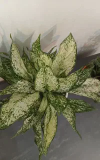 200هزارتومان هدیه