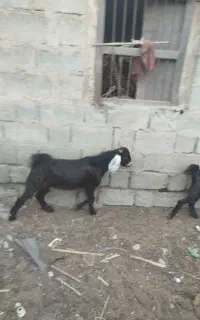 چپشت نری