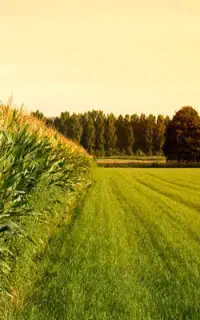 یک قطعه زمین مشاعی