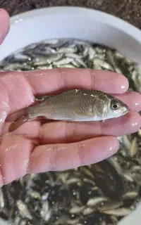 فروش بچه ماهی کپور