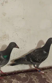 جفت کبوتر پلاکی جوجه.
