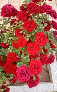 یونجه فروشی