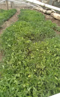 نشا گوجه