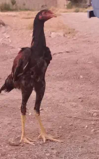 لاری اوشامو