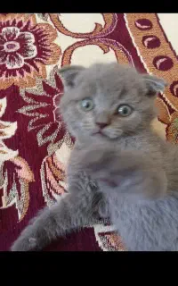 وگذاری بچه گربه