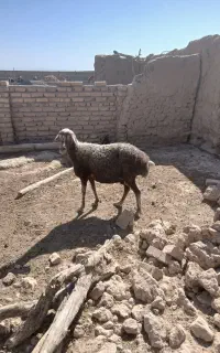 میش سبز داشتی