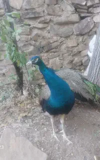 طاووس بالغ