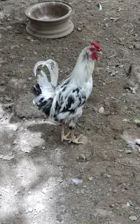 خروس گلین خانگی