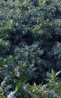 فروش سماق اصل سردشت روستای بیکش