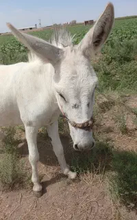 الاغ نر اروم