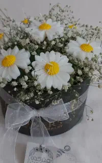 شمع گل بابونه