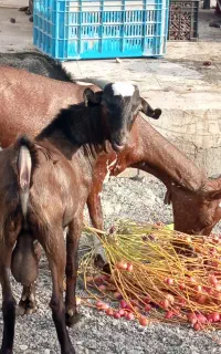 کهره نر دوقلو فروشی رودان