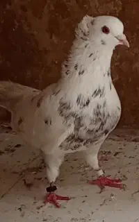 کاکلی کفتر