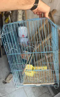قفس پرنده عروس هلندی