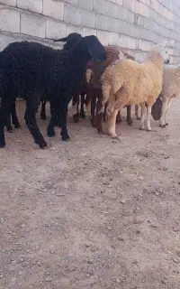 میش بره بز